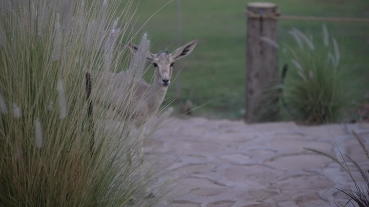 غزال خلف الأعشاب في حديقة، لقطة طبيعية.