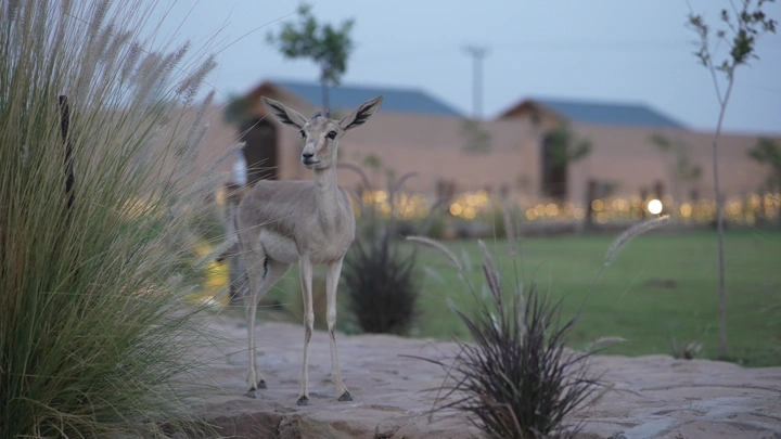 غزال يقف في حديقة عند الغروب، لقطة طبيعية.