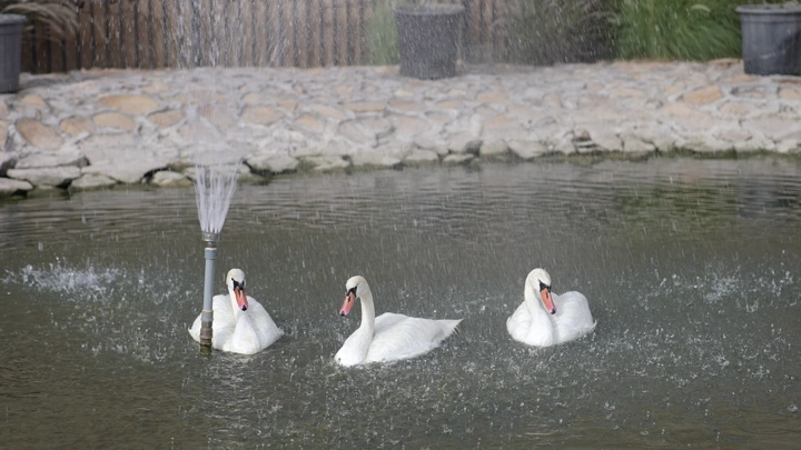 ثلاثة بجعات في بركة مع نافورة، لقطة نهارية.