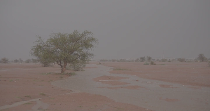 شجرة في صحراء حائل بعد المطر، لقطة طبيعية.