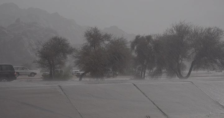 أشجار في حائل تحت المطر، لقطة نهارية.