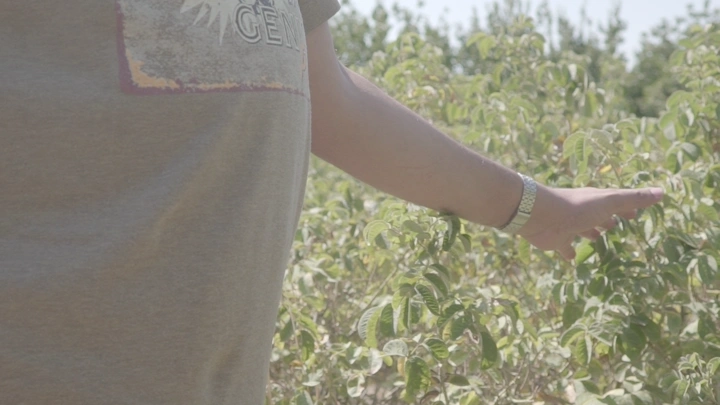 يد تلمس نباتات في حقل، لقطة قريبة.