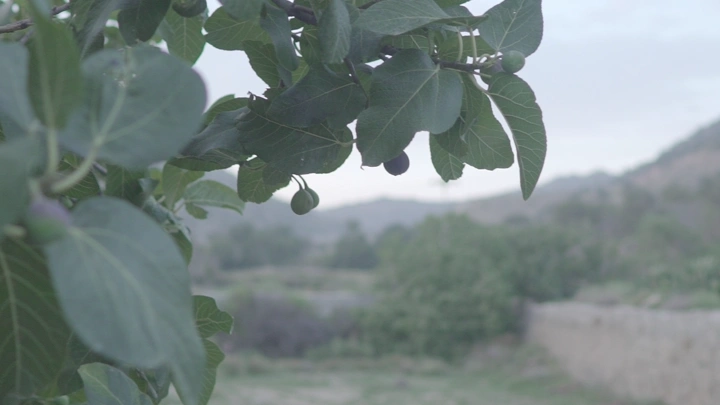 أوراق شجرة تين في حقل ريفي مع رجل يقطف التين، لقطة قريبة.