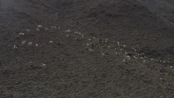 قطيع من الأغنام على تلال الطائف، لقطة جوية.