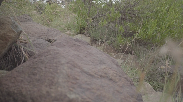 Rocks and plants in a mountainous area, close-up shot.