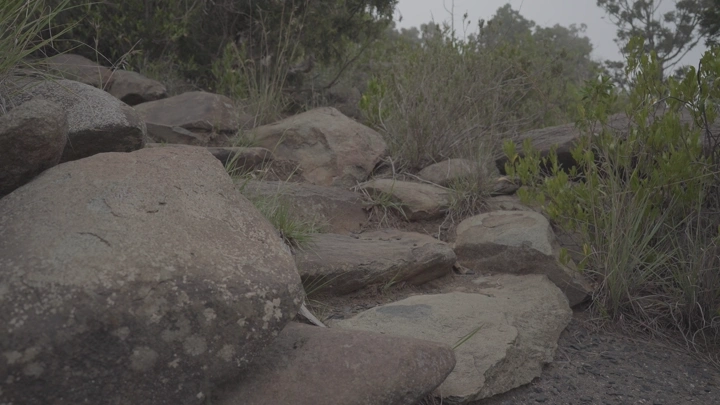 صخور متناثرة في غابة في عسير، لقطة أرضية.