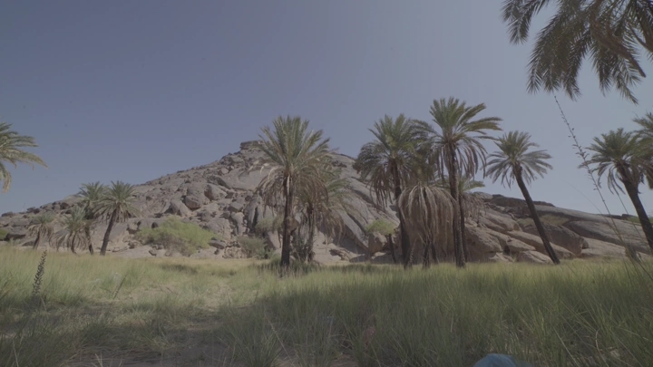 نخيل أمام جبل صخري في وضح النهار، لقطة واسعة.