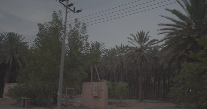 أشجار نخيل في بستان عند الغروب، لقطة أرضية.