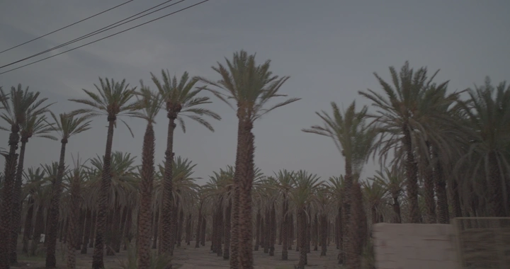 غابة نخيل في المساء على جانب الطريق، لقطة من الأرض.