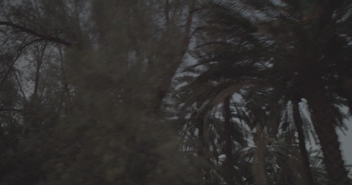 أشجار نخيل على جانب الطريق.