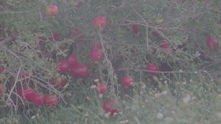شجرة رمان مليئة بالثمار في مزرعة، لقطة قريبة.