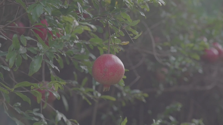 رمانة معلقة على شجرة في مزرعة، لقطة قريبة.