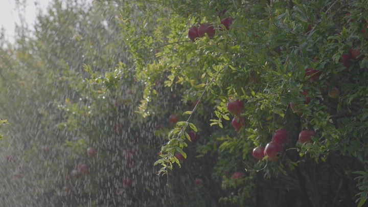 مزرعة رمان تحت المطر في الصباح، لقطة طبيعية.