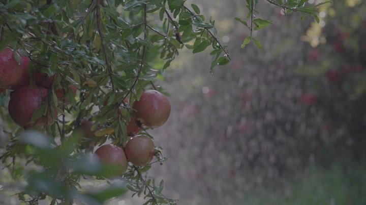 ثمار الرمان على الشجرة في مزرعة، لقطة قريبة.