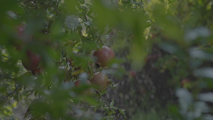 ثمار الرمان في مزرعة خضراء، لقطة قريبة.