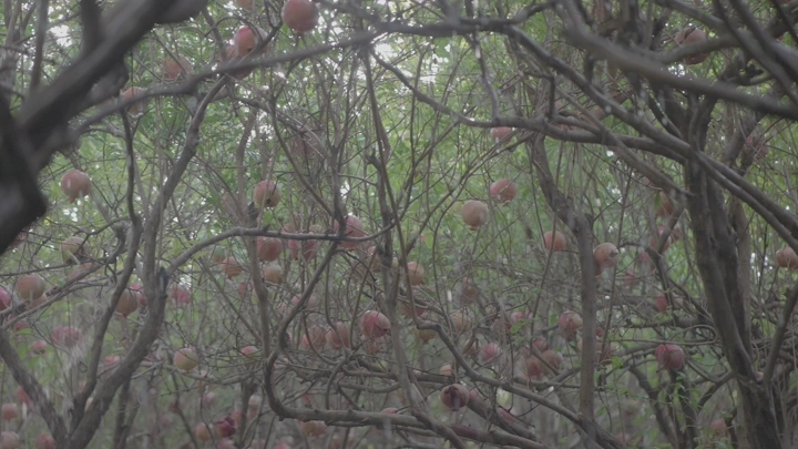 أشجار رمان كثيفة في مزرعة، لقطة طبيعية.