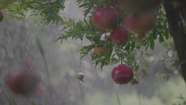 رمان على شجرة في مزرعة، لقطة طبيعية.