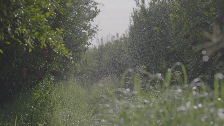 مزرعة رمان مع رشاشات مياه، لقطة نهارية.