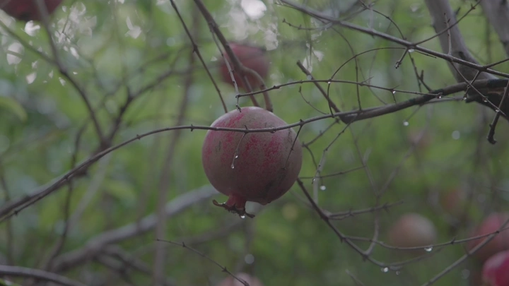قطف ثمره الرمان على شجرة في مزرعة، لقطة مقربة.