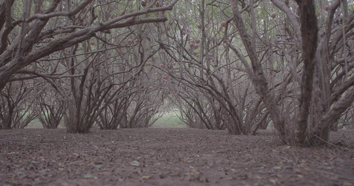 أشجار رمان في مزرعة، لقطة منخفضة الزاوية.