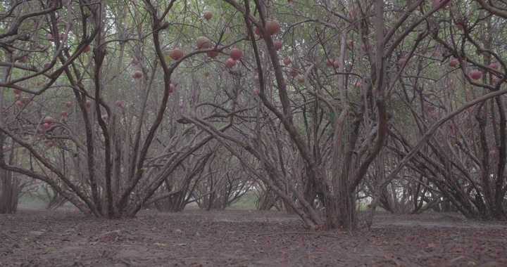 أشجار رمان في مزرعة، لقطة أرضية نهارية.
