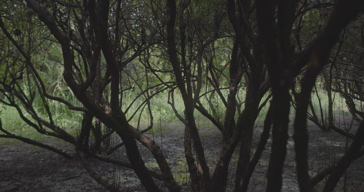 رجل يجمع ثمار الرمان في مزرعة، لقطة أرضية.