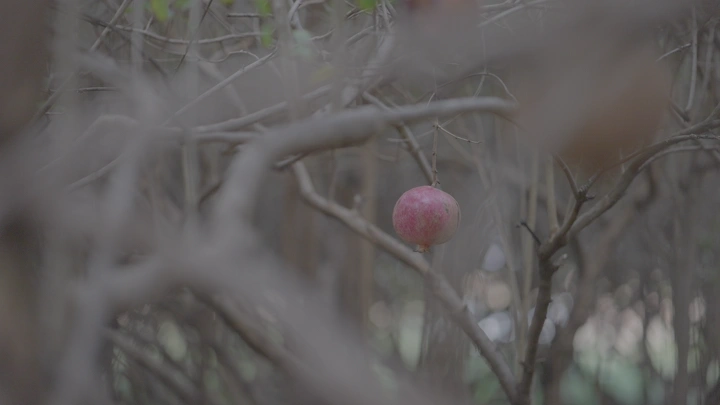 رمانة معلقة على شجرة مع قطفه  في مزرعة، لقطة قريبة.