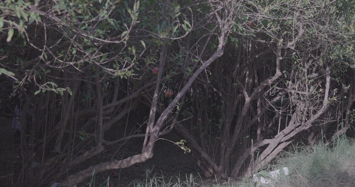 أشجار رمان كثيفة في مزرعة، لقطة أرضية.