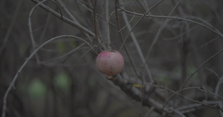 ثمرة فتاة تقطف ثمرة الرمان من شجرة في مزرعة، لقطة مقربة.