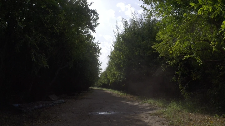 Dirt path surrounded by pomegranate trees on a farm, daytime shot.