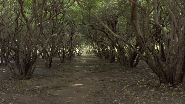 أشجار رمان في مزرعة تحت ضوء الشمس، لقطة أرضية.