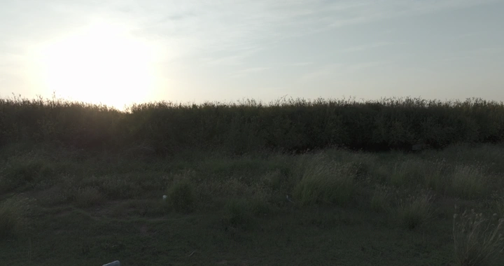 مزرعة رمان عند الغروب، لقطة من الأرض.