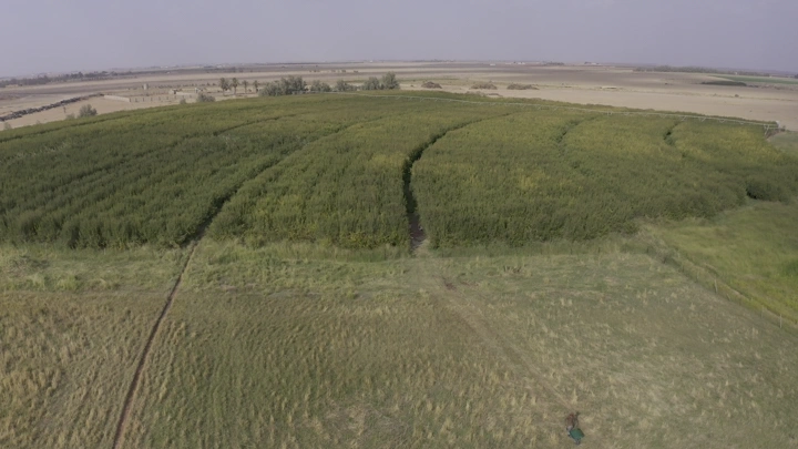 مزرعة رمان واسعة في يوم مشمس، لقطة جوية.