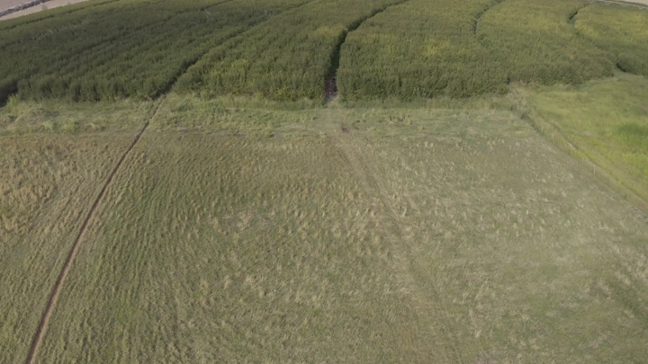 مزرعة رمان واسعة في يوم مشمس، لقطة جوية.