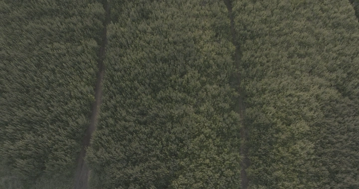 مزرعة رمان من الأعلى في النهار، لقطة جوية.