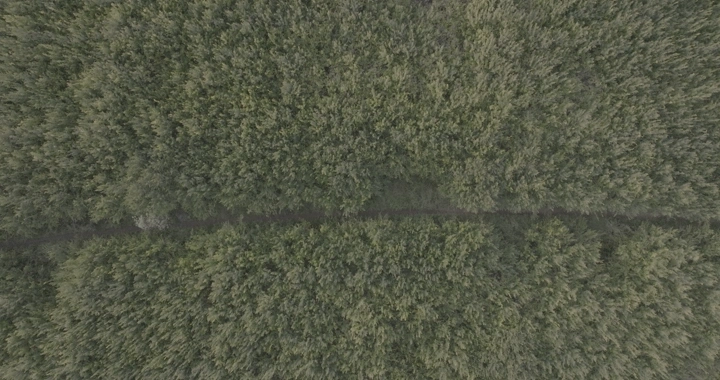 مزرعة رمان من الأعلى، لقطة جوية.