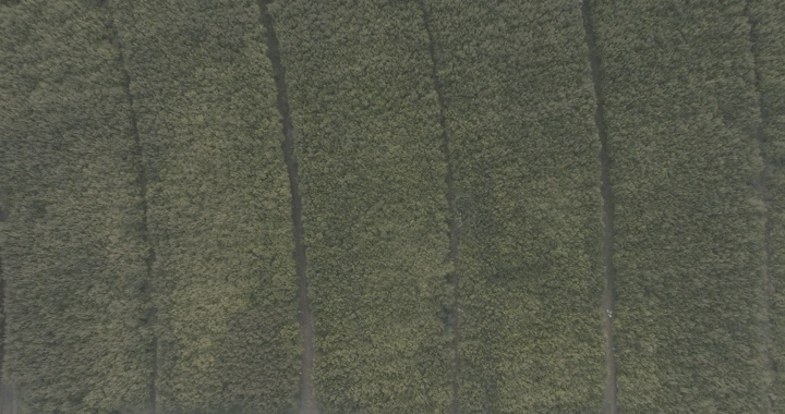 مزرعة رمان من الأعلى، لقطة جوية.