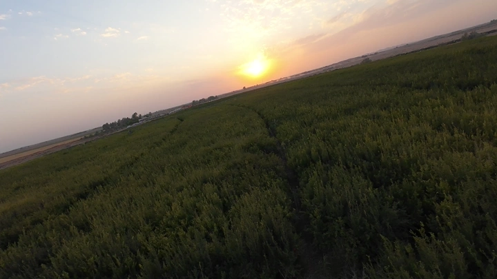 حقل مزروع عند غروب الشمس، لقطة جوية.