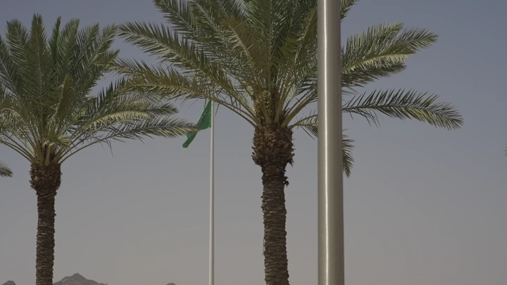 نخيل وسارية علم في يوم مشمس، لقطة من مستوى الأرض.