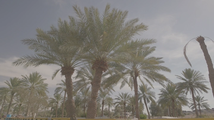 نخيل في حديقة تحت سماء غائمة، لقطة من مستوى الأرض.