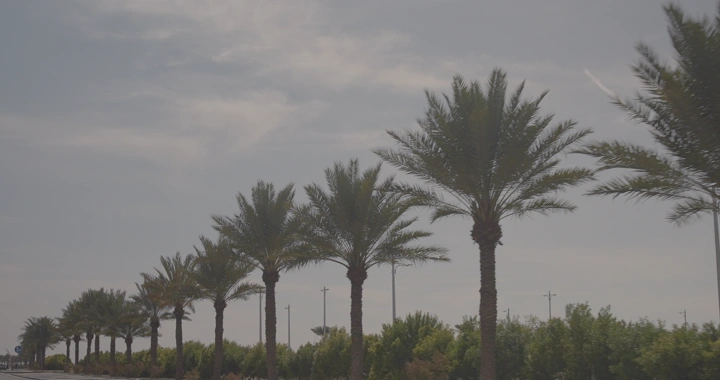 صف من النخيل على جانب الطريق، لقطة نهارية.