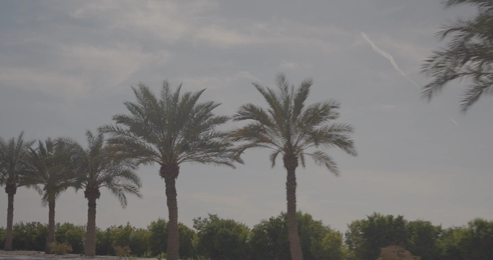 نخيل في صف تحت سماء غائمة، لقطة نهارية.