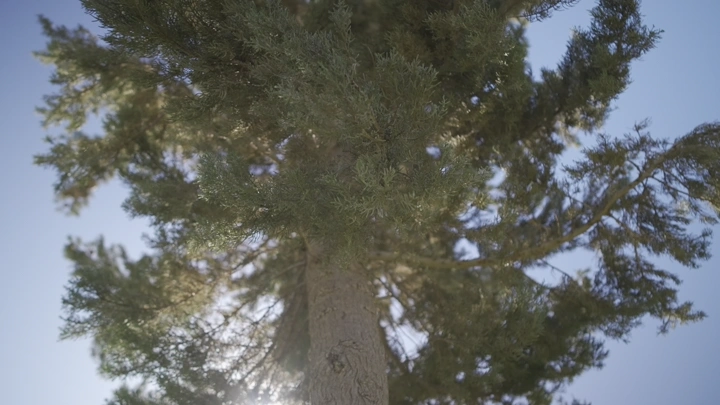 شجرة صنوبر من الأسفل في يوم مشمس، لقطة من الأسفل.