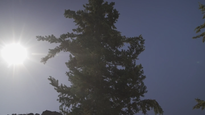 شجرة صنوبر تحت ضوء الشمس الساطع، لقطة من الأسفل.