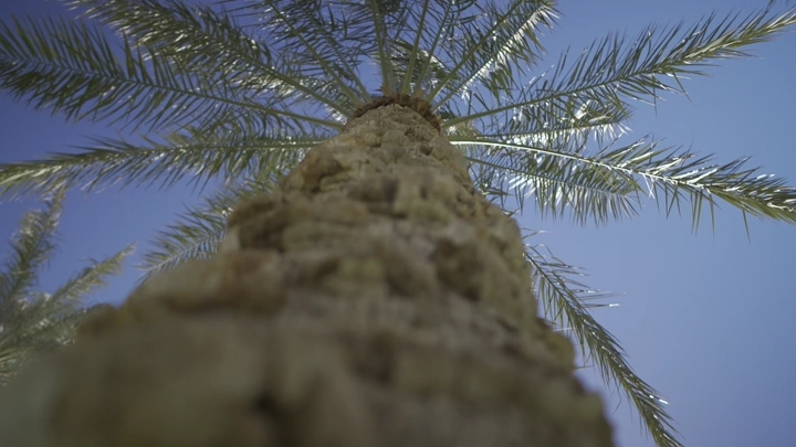 نخلة من الأسفل باتجاه السماء الزرقاء، لقطة منخفضة الزاوية.