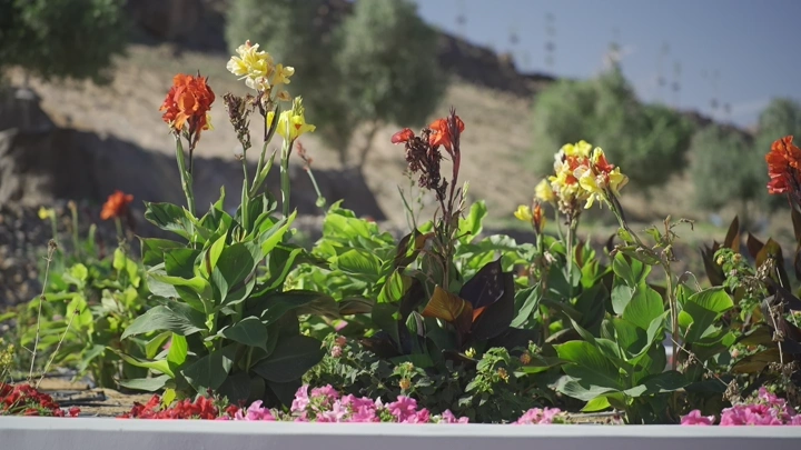 زهور ملونة في حديقة مشمسة، لقطة نهارية.