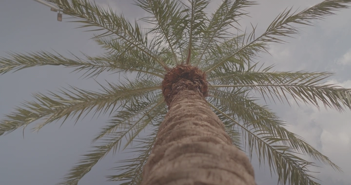 نخلة من الأسفل في يوم غائم، لقطة من الأسفل.