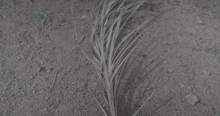 ورقة نخيل جافة على الأرض الترابية، لقطة قريبة.