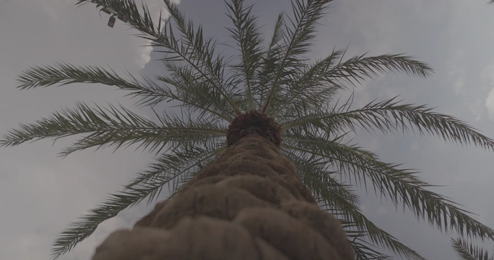 نخلة في السماء الملبدة بالغيوم، لقطة من الأسفل.