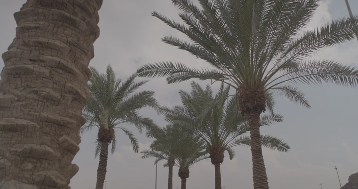 نخيل طويل في يوم غائم، لقطة من الأسفل.